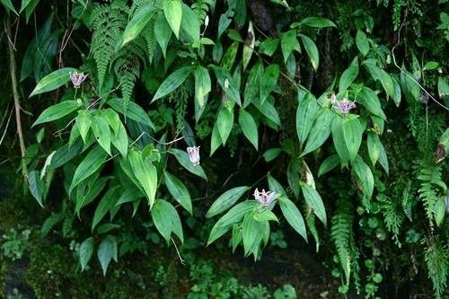 高山油點草-2