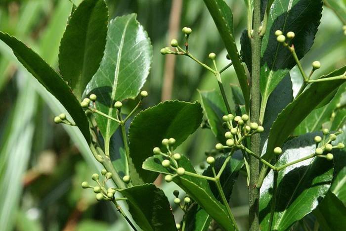 刺果衛矛 Euonymus spraguei-3