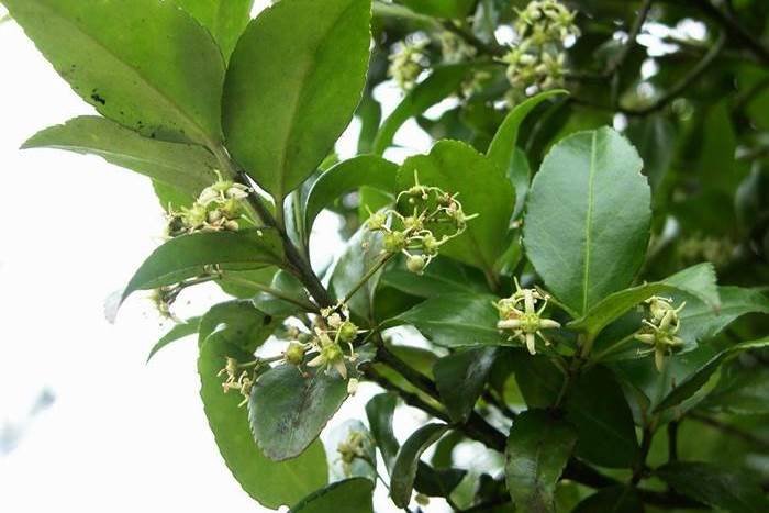 刺果衛矛 Euonymus spraguei-5