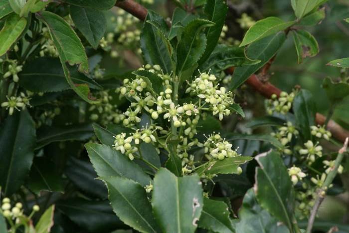 刺果衛矛 Euonymus spraguei-4