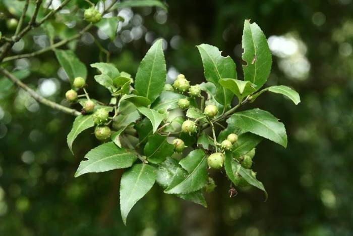 刺果衛矛 Euonymus spraguei-7