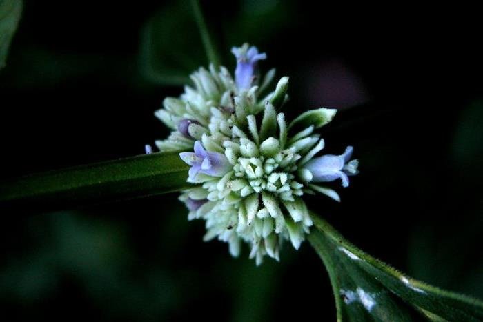 長節耳草Hedyotis uncinella (3)