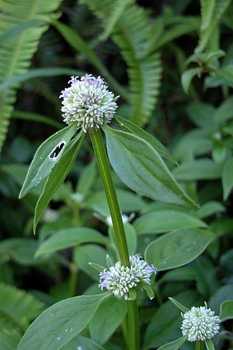 長節耳草Hedyotis uncinella (2)