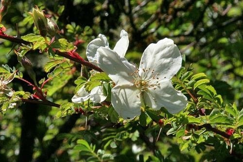 玉山薔薇 (3)