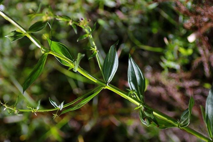 阿里山當藥 Swertia arisanensis-3