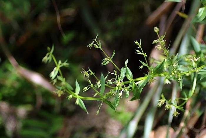 阿里山當藥 Swertia arisanensis-2