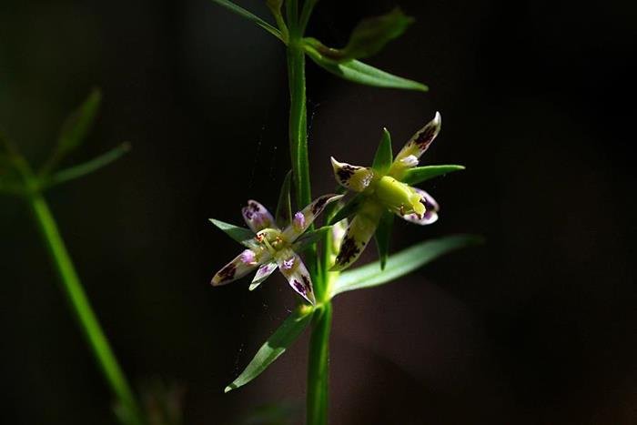 阿里山當藥 Swertia arisanensis-1