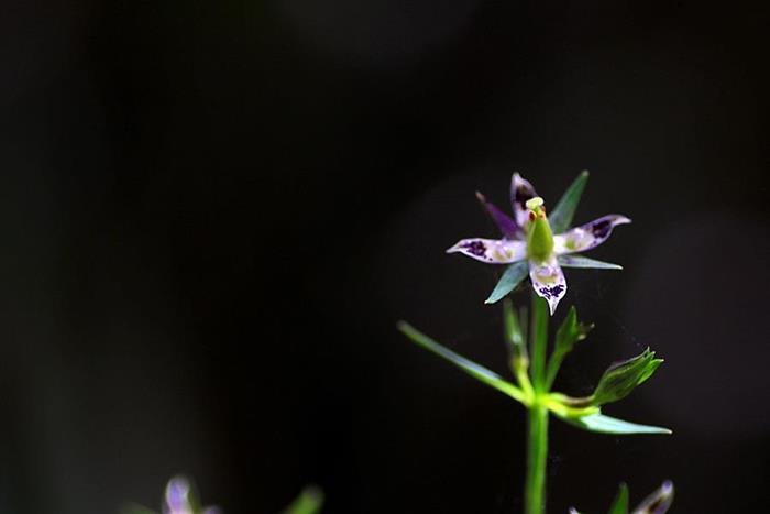 阿里山當藥 Swertia arisanensis-5