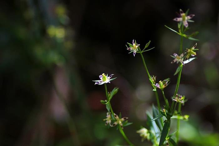 阿里山當藥 Swertia arisanensis-4