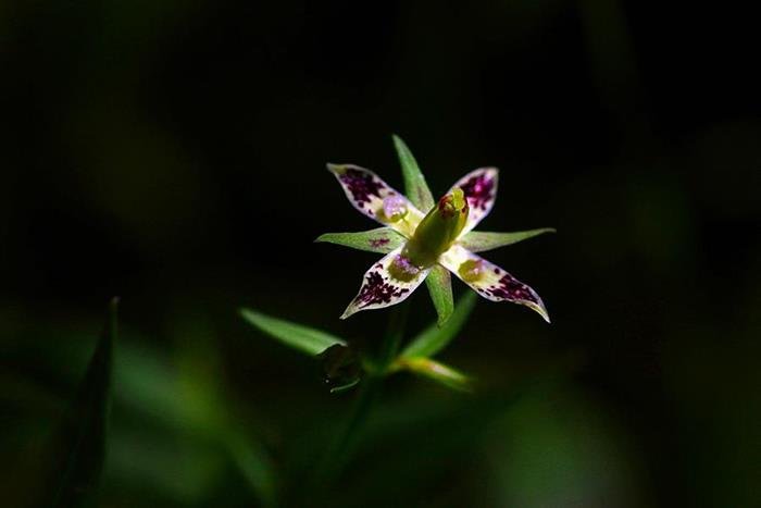 阿里山當藥 Swertia arisanensis-6