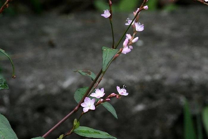 香辣蓼-越南香菜  (3)