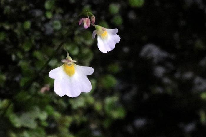 圓葉挖耳草 Utricularia striatula-3