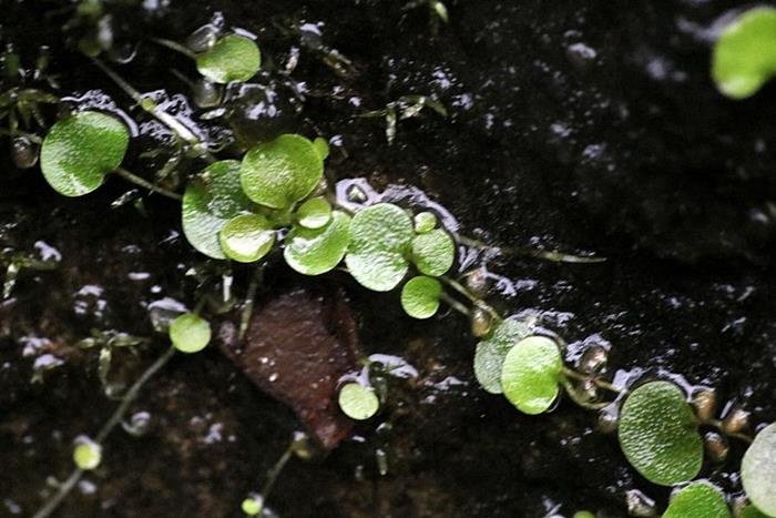 圓葉挖耳草 Utricularia striatula-2