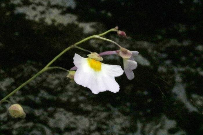 圓葉挖耳草 Utricularia striatula-6