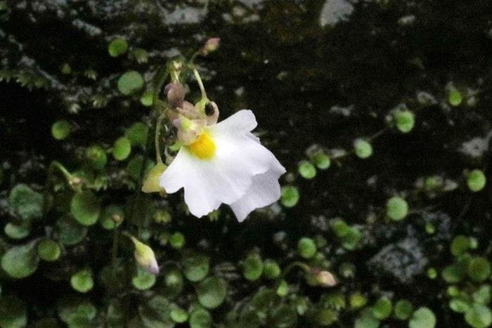 圓葉挖耳草 Utricularia striatula-5