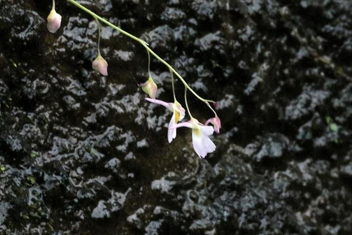 圓葉挖耳草 Utricularia striatula-4