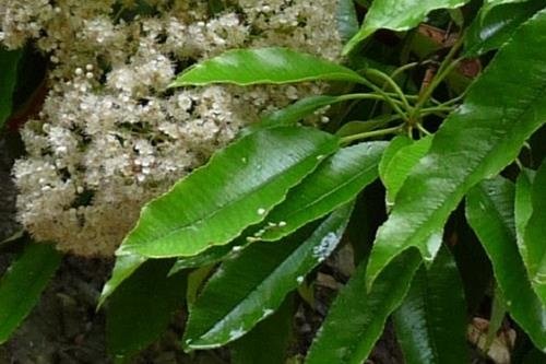 石楠