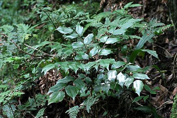 竹子山十大功勞-1