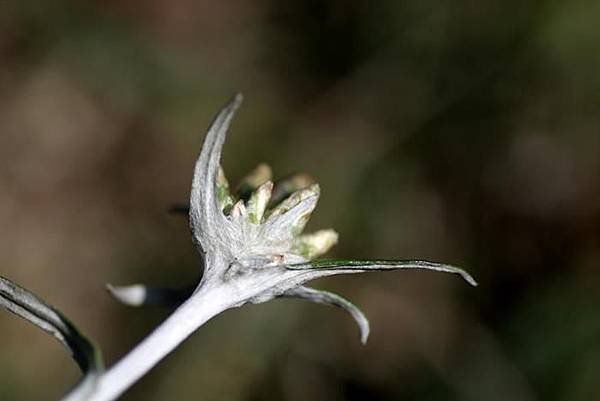 父子草 Gnaphalium japonicum (3)