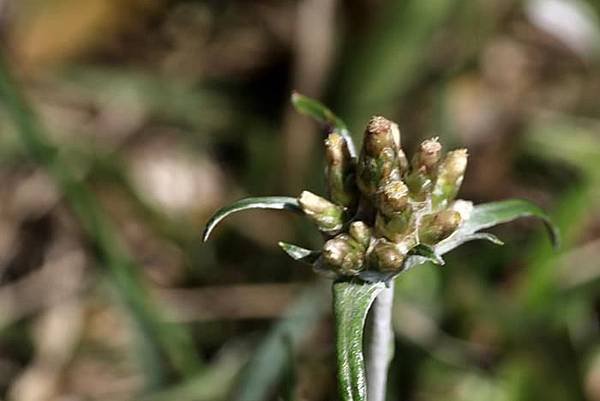 父子草 Gnaphalium japonicum (2)