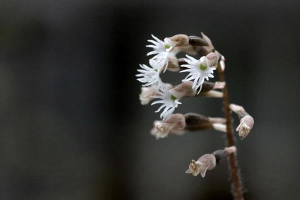 雉尾指柱蘭 heirostylis cochinchinensis (2) - 複製