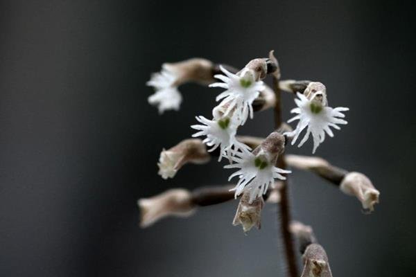 雉尾指柱蘭 heirostylis cochinchinensis (3) - 複製