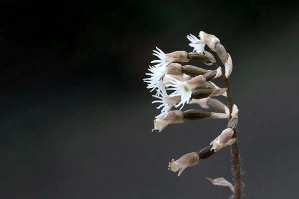 雉尾指柱蘭 heirostylis cochinchinensis (1) - 複製