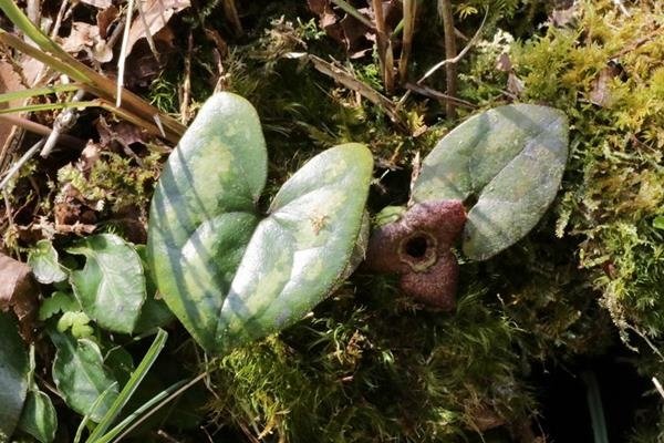 太平山細辛 Asarum taipingshanianum-1