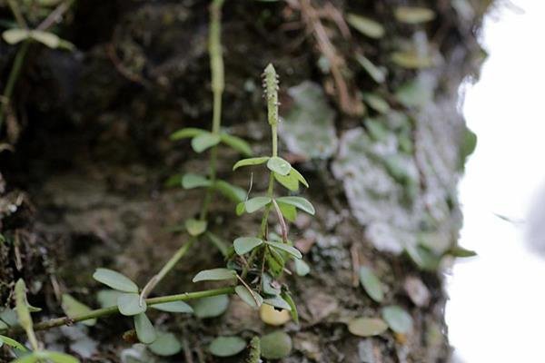 小椒草-2