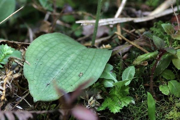 狹瓣粉蝶蘭 (4)