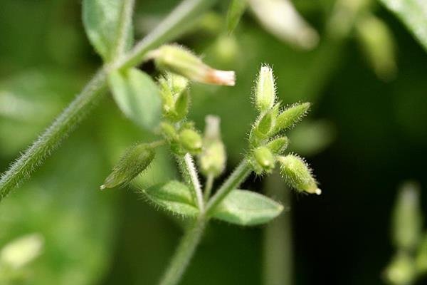 狹葉簇生卷耳 (3)