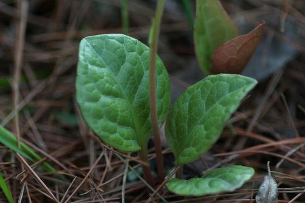 日本鹿蹄草 (3)