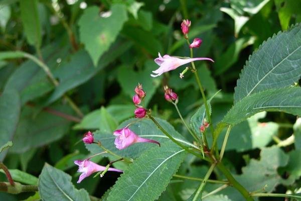 棣慕華鳳仙花 (3)