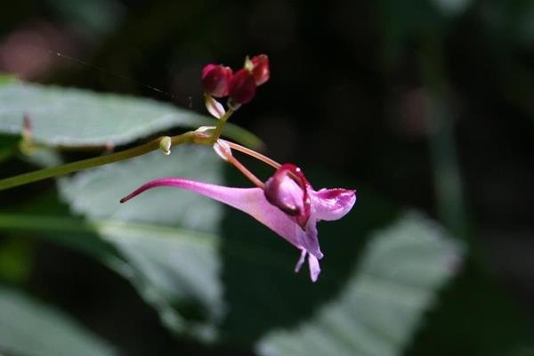 棣慕華鳳仙花 (1)