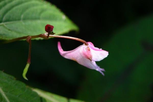 棣慕華鳳仙花 (2)