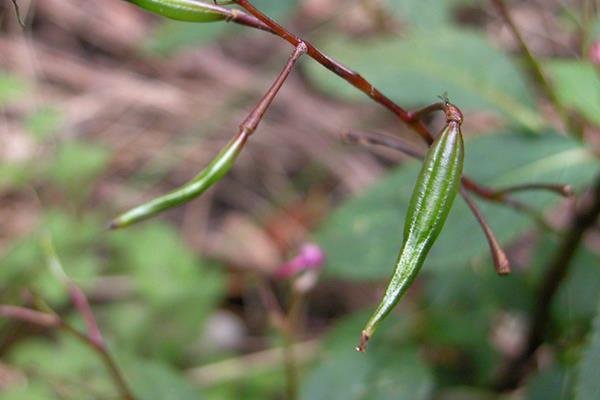 棣慕華鳳仙花 (6)