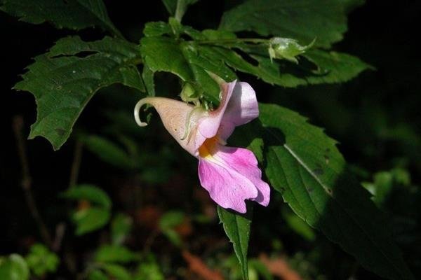 紫花鳳仙花 (5)