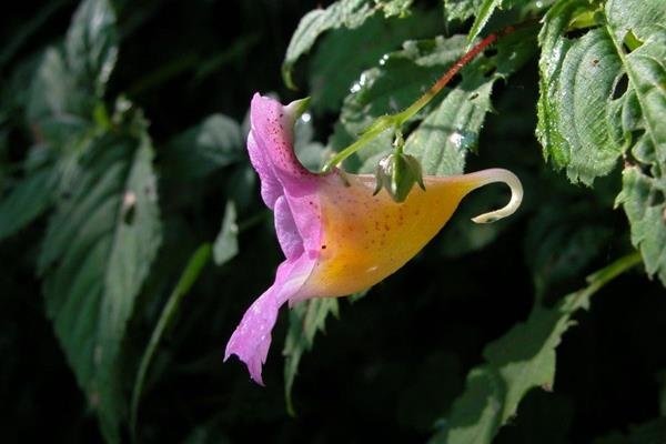 紫花鳳仙花 (4)