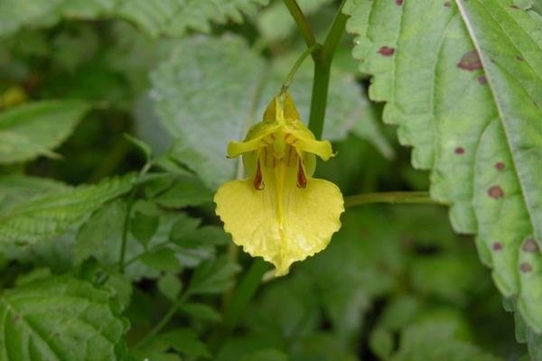 黃花鳳仙花 (5)