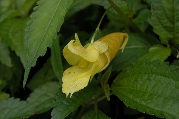 黃花鳳仙花 (4)