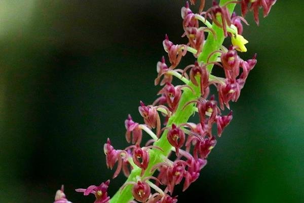 花柱蘭-廣葉軟葉蘭 Malaxis latifolia (2)