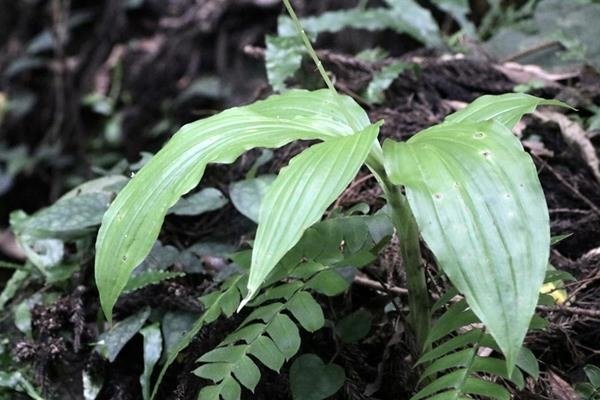 花柱蘭-廣葉軟葉蘭 Malaxis latifolia (5)