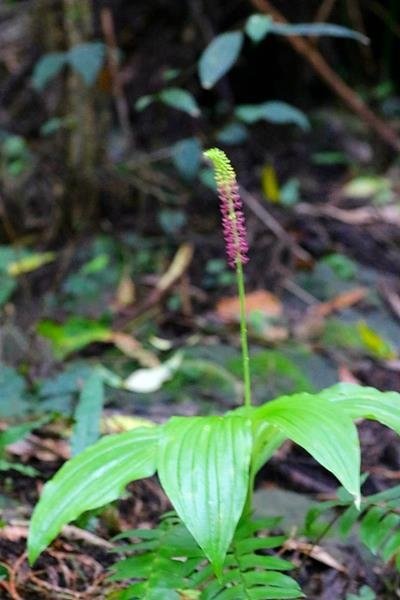 花柱蘭-廣葉軟葉蘭 Malaxis latifolia (1)