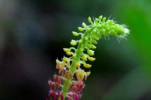 花柱蘭-廣葉軟葉蘭 Malaxis latifolia (3)