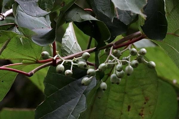 華八角 (1)