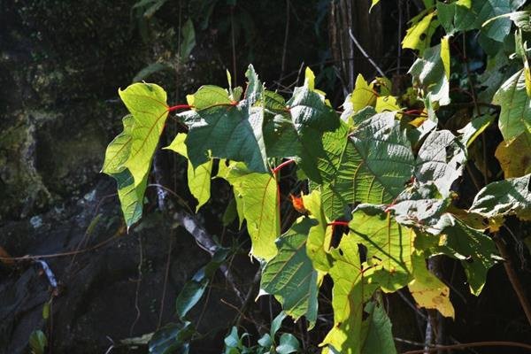 華八角 (5)