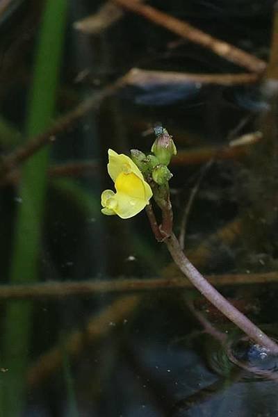 黃花狸藻 (1)