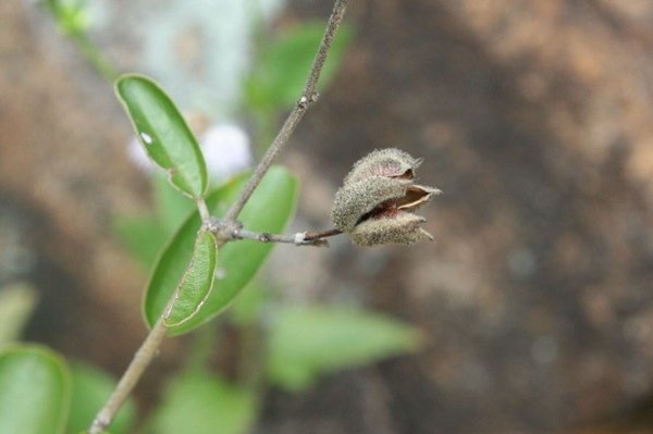 山芝麻 Helicteres augustifolia-6