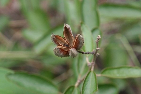 山芝麻 Helicteres augustifolia-7