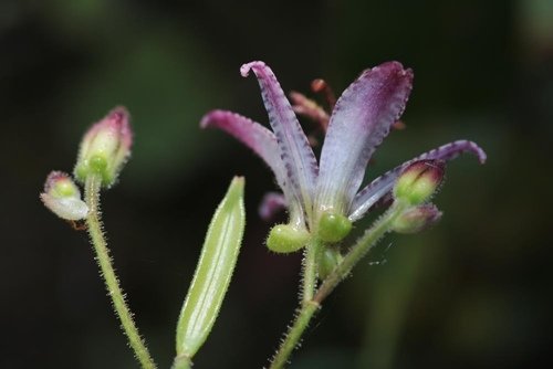 高山油點草 (1)